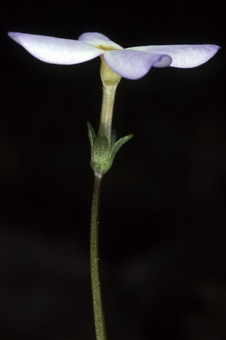 Houstonia caerulea
